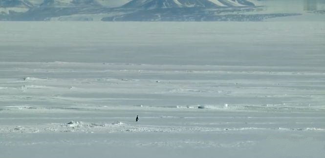 独自走向大山的企鹅